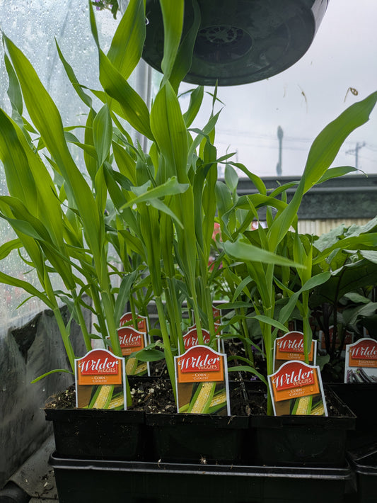 Wilders Sweet Corn Catalyst 3.5'