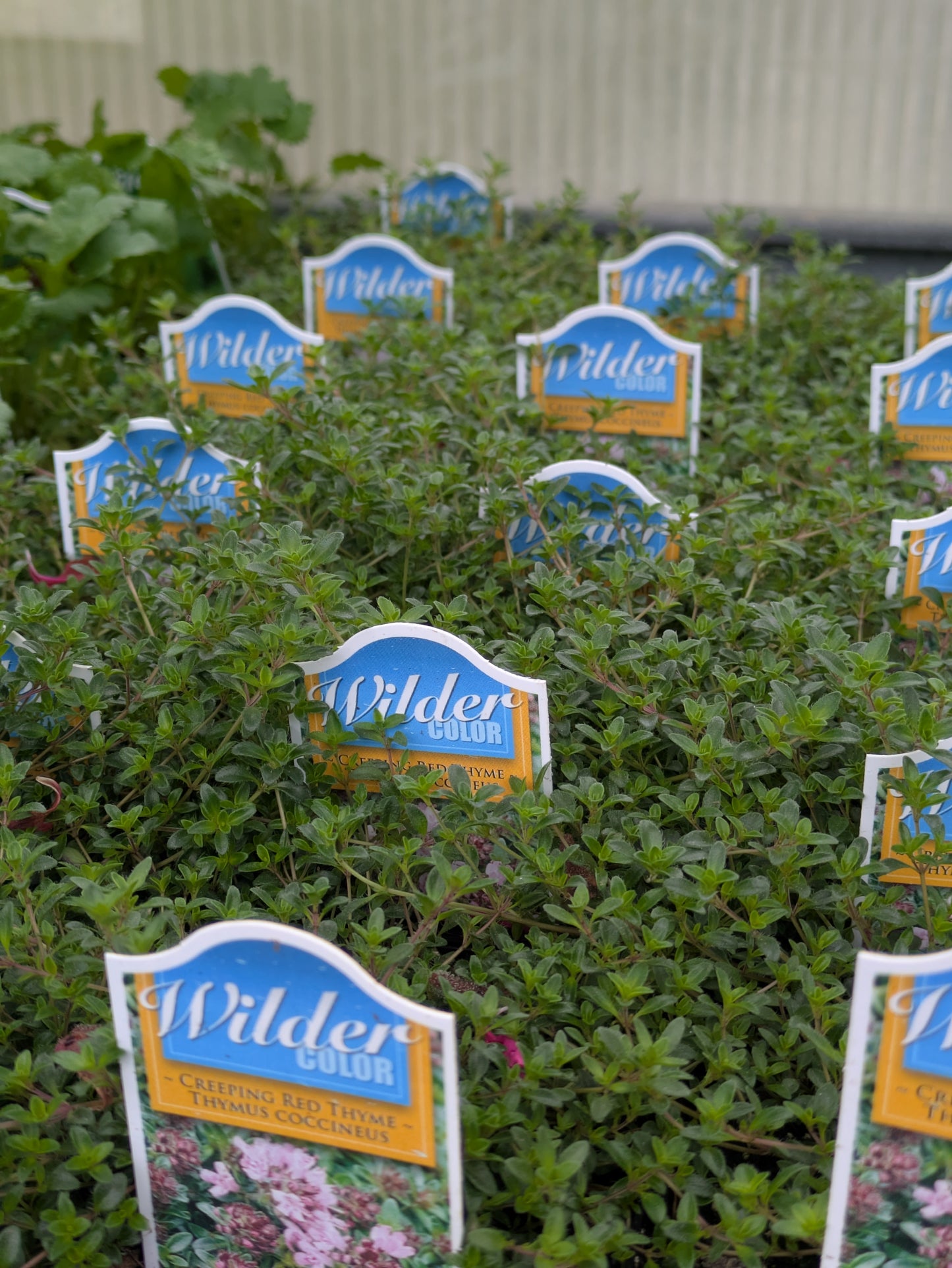 Wilders 3.5" Thyme coccineus