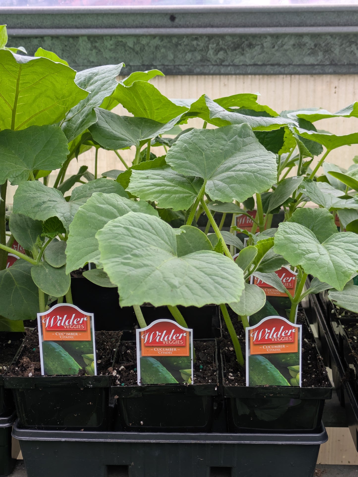 3.5" Cucumber -pickling Citadel