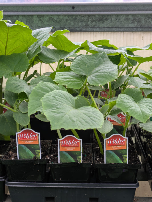3.5" Cucumber -pickling Citadel