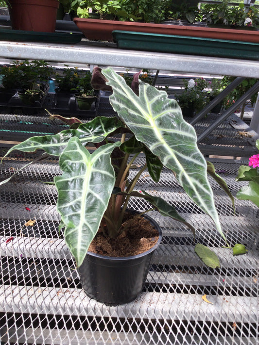 6' Alocasia