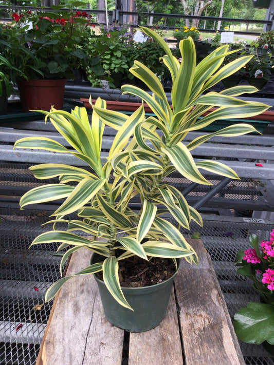 6" Dracaena 'song of india'