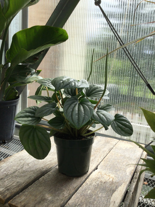 Peperomia Silver Ripple 4'