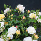 ROSA `DRIFT POPCORN 2g