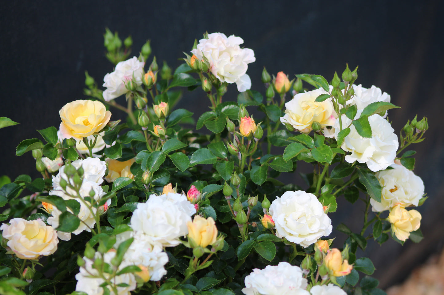 ROSA `DRIFT POPCORN 2g