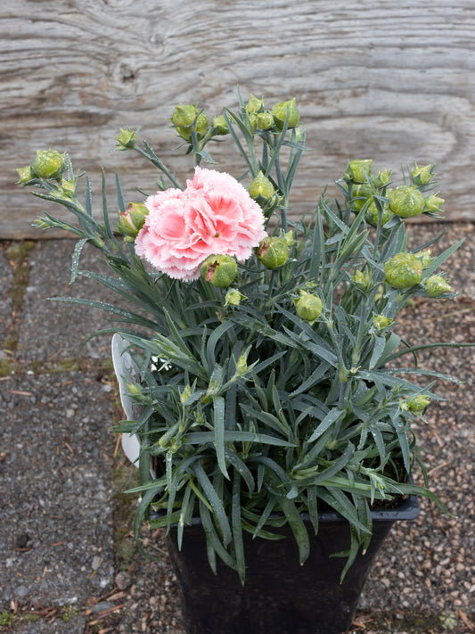 DIANTHUS Coral Reef Jumbo