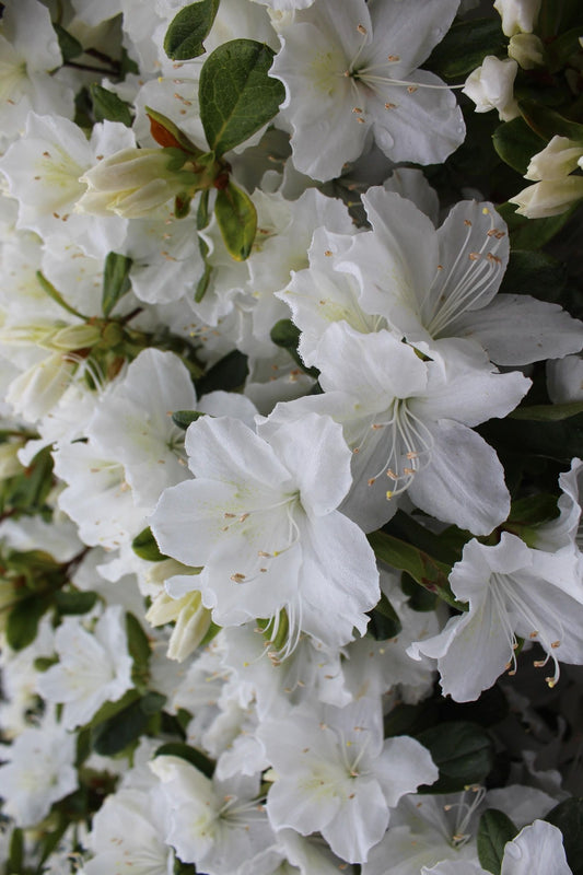 Azalea Delaware Valley White 5g