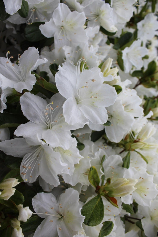 Azalea Delaware Valley White 3g