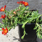 DELOSPERMA Orange Vibe quart