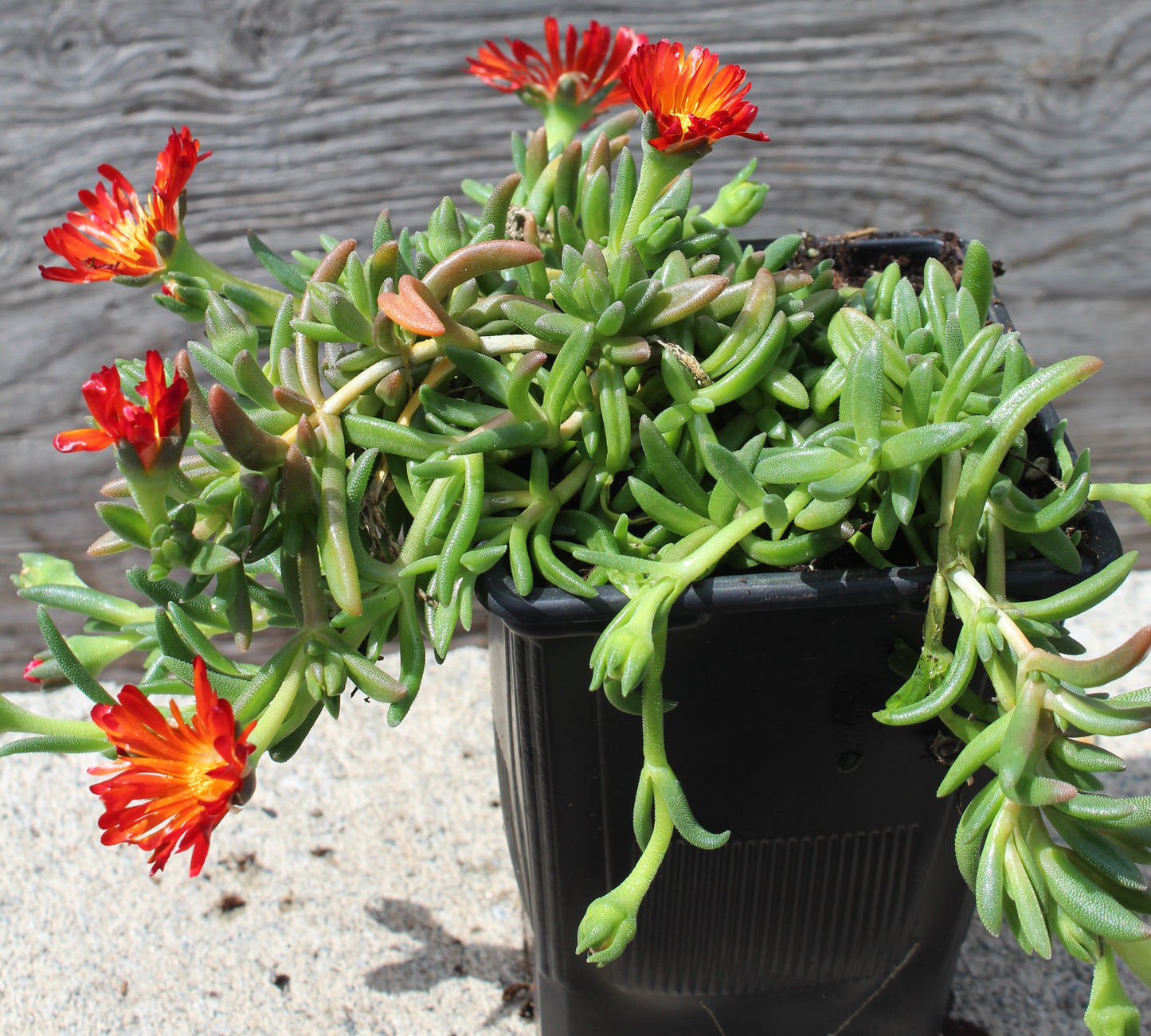 DELOSPERMA Orange Vibe quart