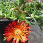 DELOSPERMA Orange Vibe quart