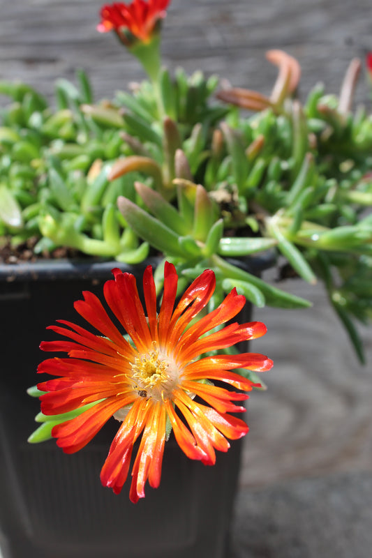 DELOSPERMA Orange Vibe quart