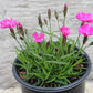 DIANTHUS Kahori 1g