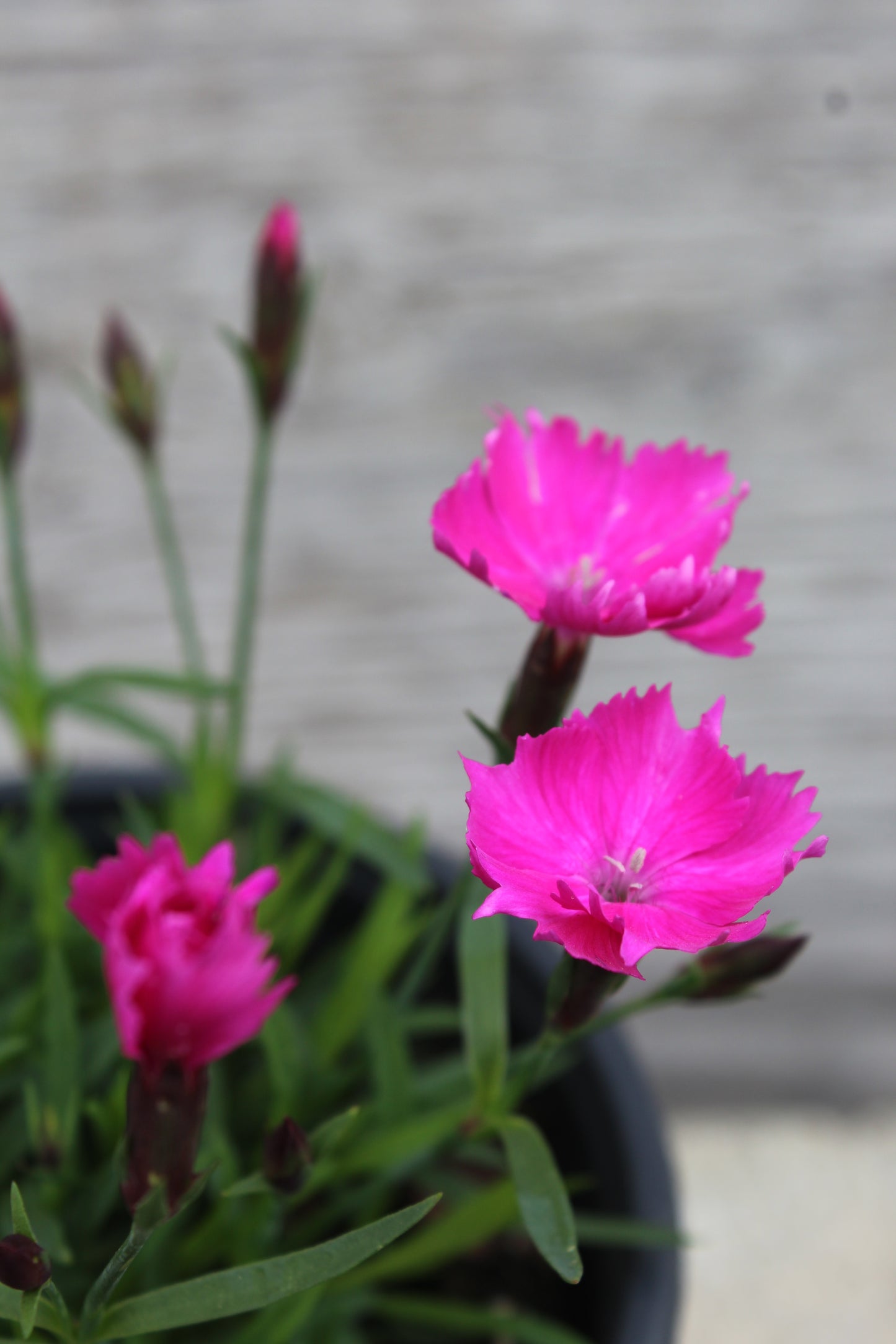 DIANTHUS Kahori 1g