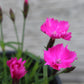 Dianthus Kahori