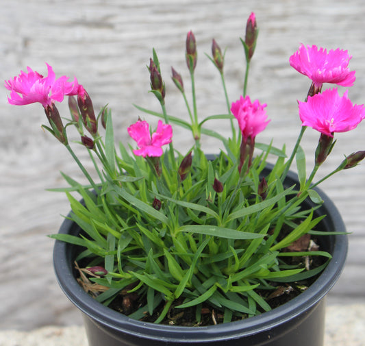 Dianthus  Kahori 1g