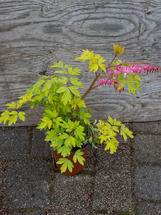 DICENTRA spectabilis Gold Heart 1g