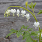 Dicentra s. Alba 1g