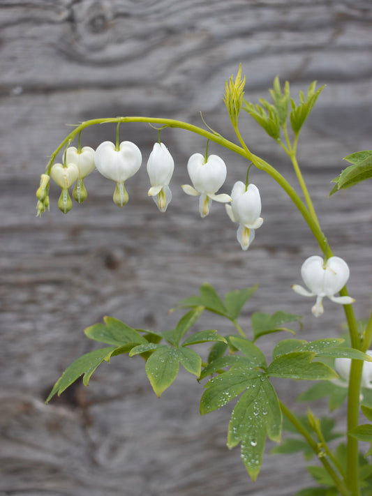 DICENTRA spectabilis Alba 1g