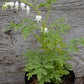 Dicentra s. Alba 1g