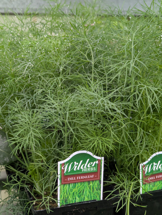 Wilders 3.5' Dill