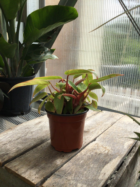 philodendron Painted Lady 4'