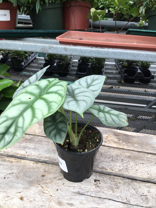 Alocasia Silver dragon 4'