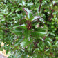 ILEX X MESERVEAE `EMERALD MAGIC 3g