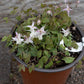 EPIMEDIUM youngianum  Freckles 1g