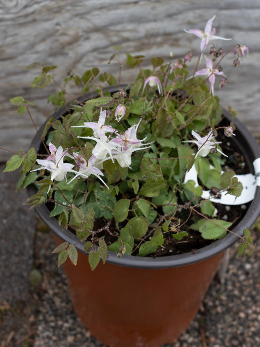 EPIMEDIUM youngianum  Freckles 1g