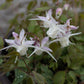 EPIMEDIUM youngianum  Freckles 1g
