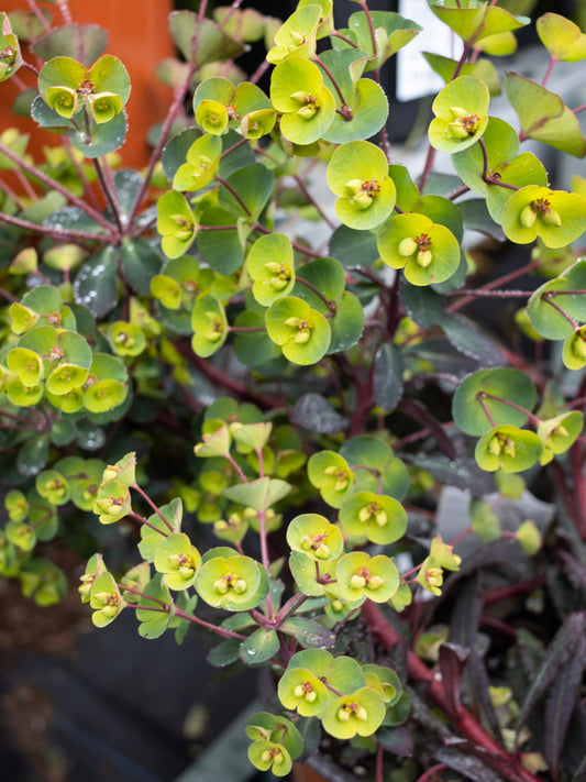 EUPHORBIA Miners Merlot 1g