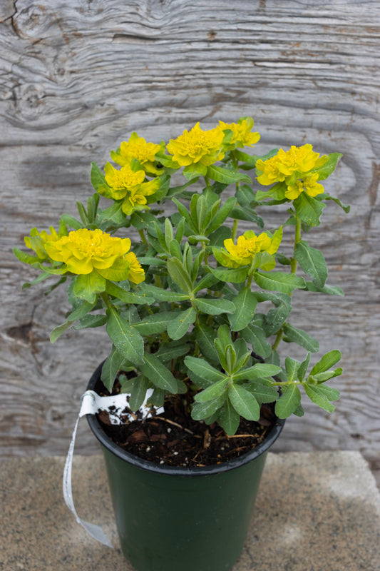 EUPHORBIA polychroma 1g