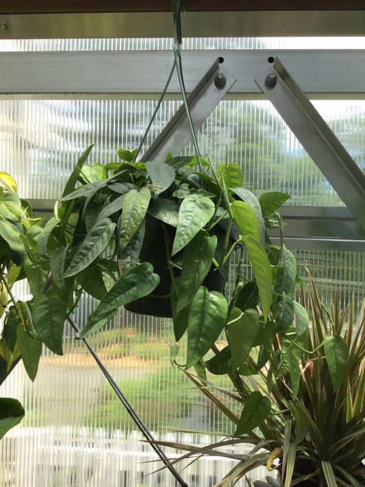 Cebu Blue Pothos 8' HB