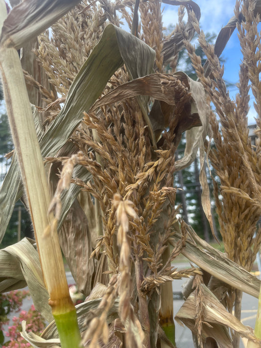 Corn Stalk Bundles