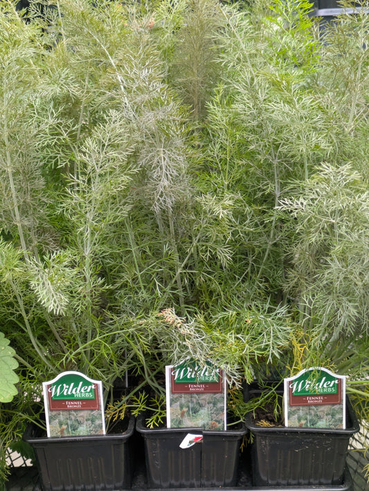 Wilders 3.5' Fennel