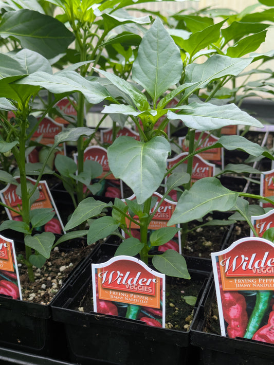 Wilders Sweet Pepper Jimmy Nardello 3.5'