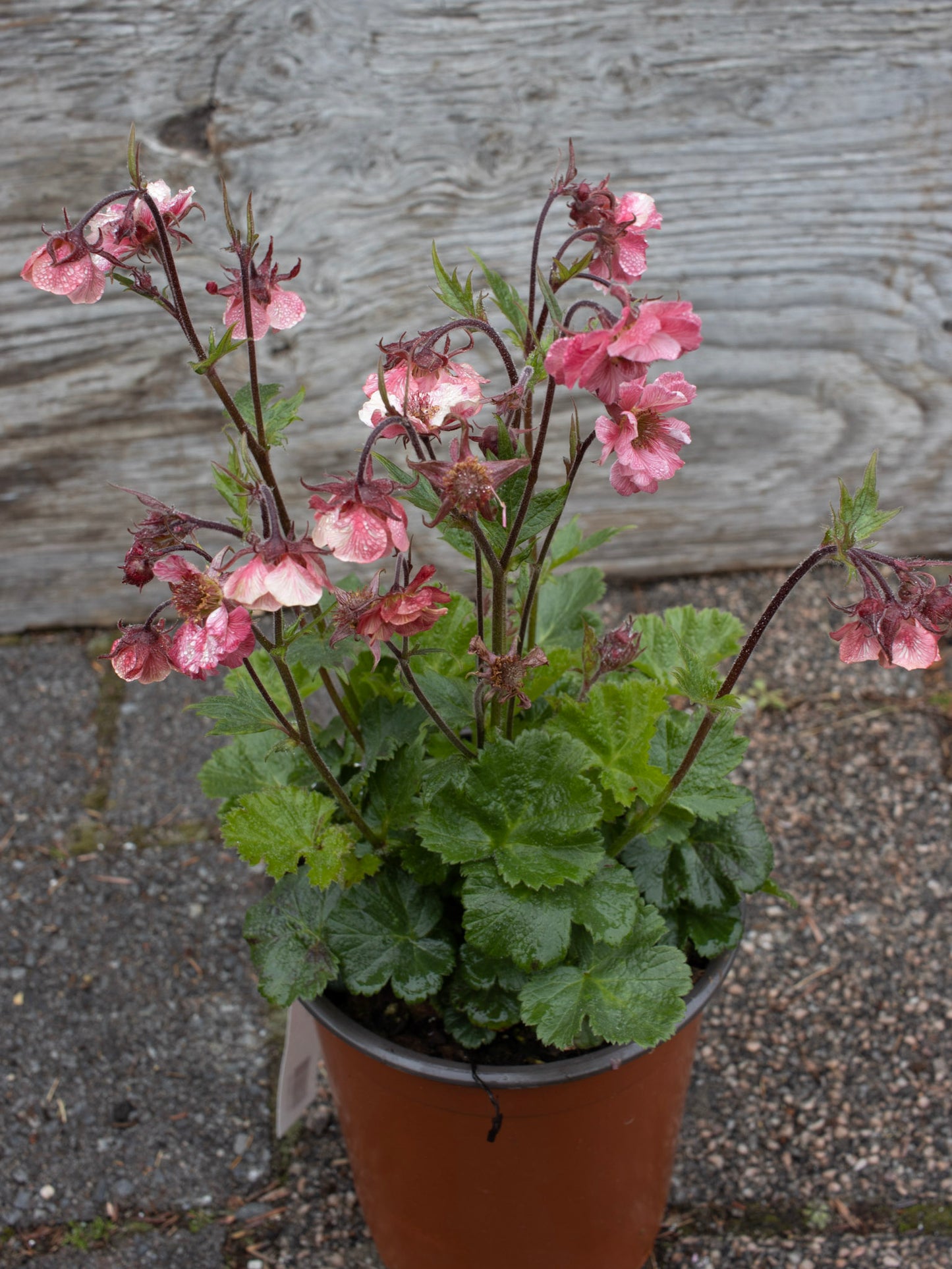 GEUM Tempo Rose 1g