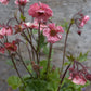 GEUM Tempo Rose 1g