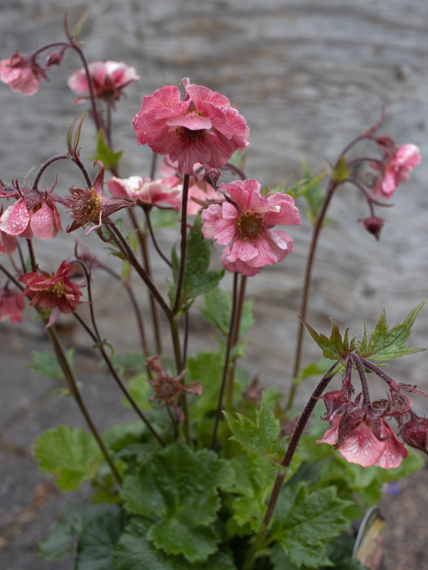 GEUM Tempo Rose 1g