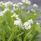 Galium odoratum 3.5"