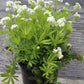 Galium odoratum 3.5"
