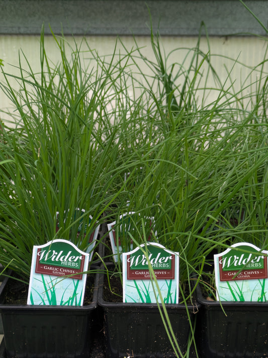 Wilders Chives Garlic 3.5'