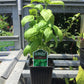 3.5' Basil Genovese