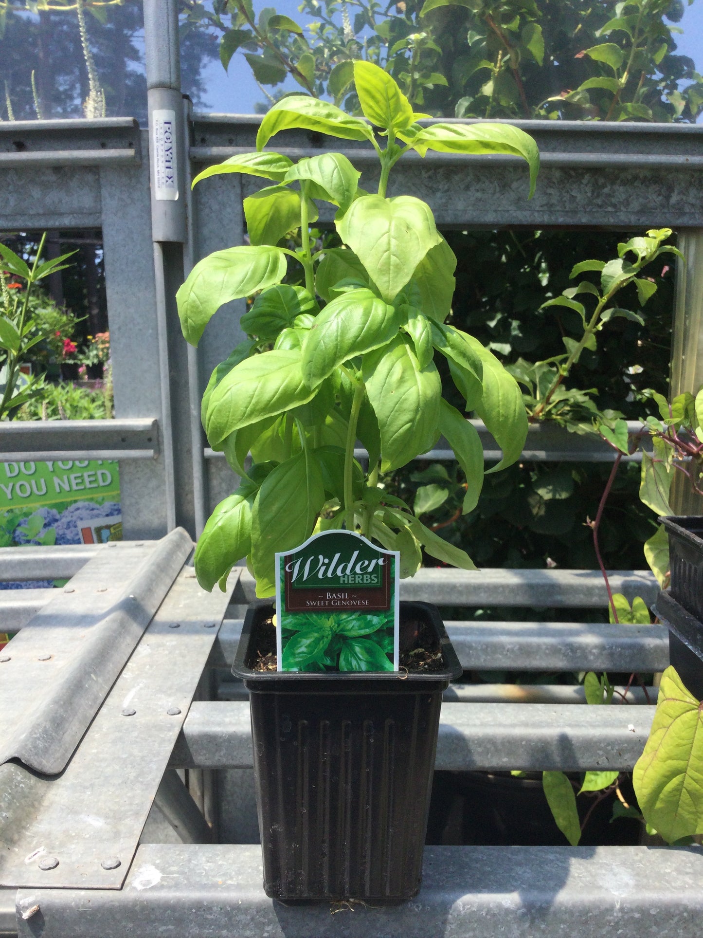 3.5' Basil Genovese