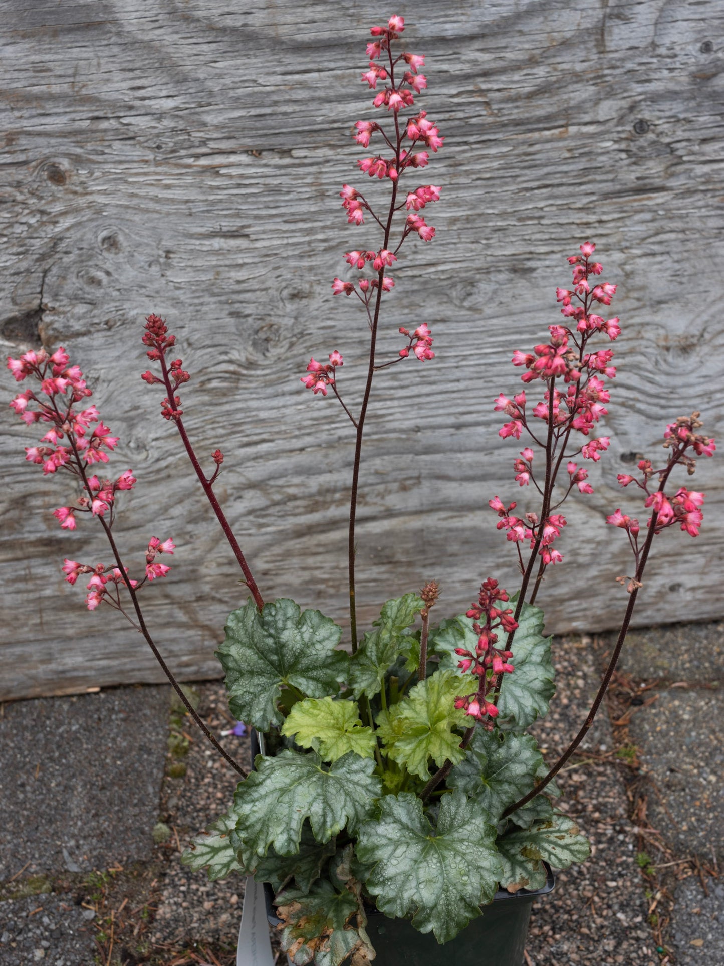 HEUCHERA Paris Jumbo