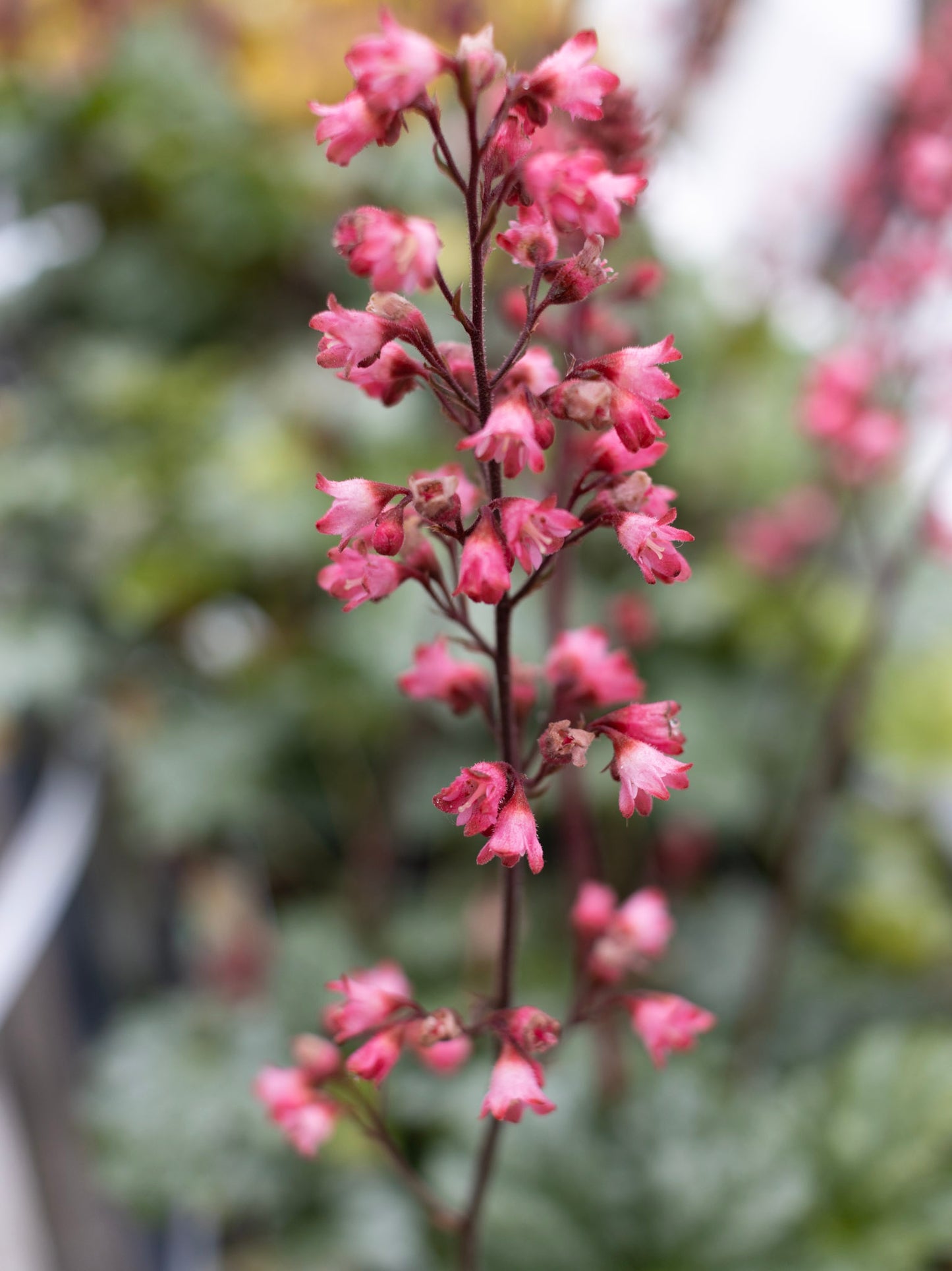 HEUCHERA Paris Jumbo