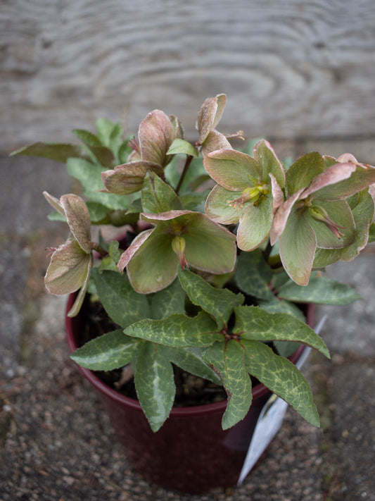 Helleborus Ivory Prince 1g