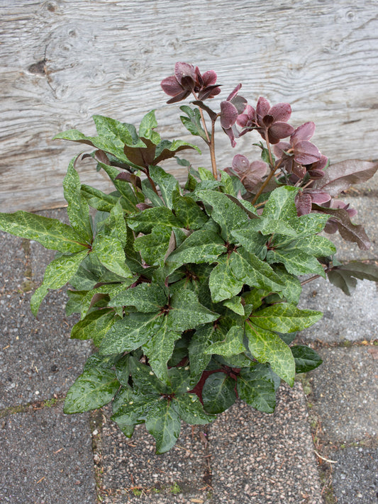 Helleborus Merlin 1g