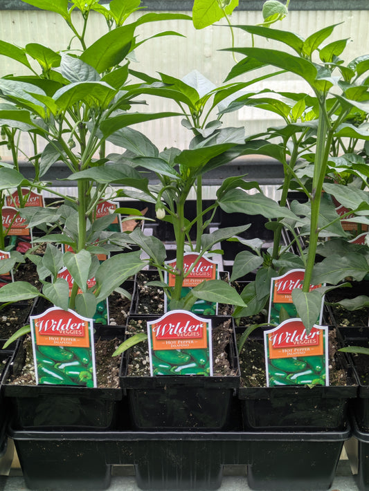 Wilders 3.5' Hot Pepper Jalapeño